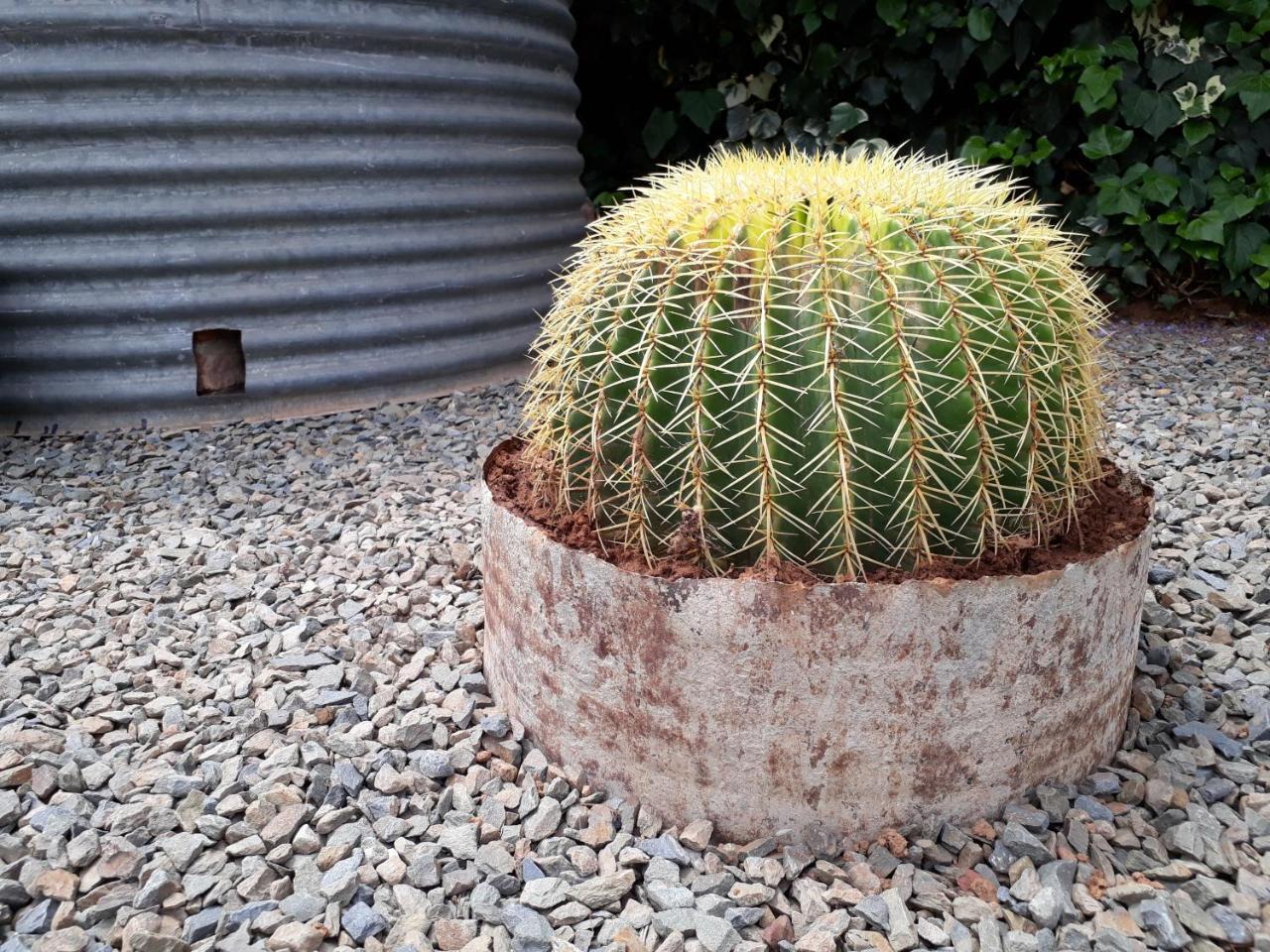 Karoo Sun Boutique Guest House Oudtshoorn Eksteriør bilde